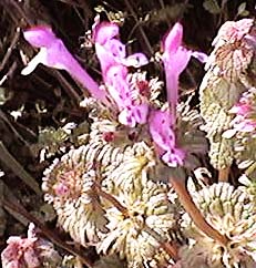 �z�g�P�m�U