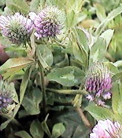 �A�J�c���N�T