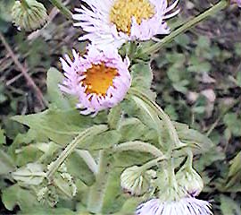 �n���W���I��