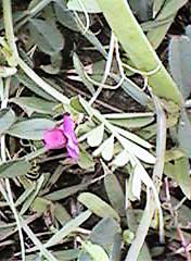 �J���X�m�G���h�E