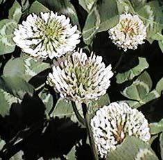 �V���c���N�T