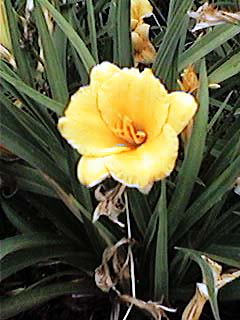 �R�}�c���C�O�T