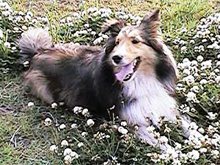 �}�A�`�F�ƃV���c���O�T