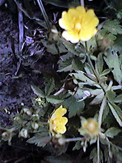 �E�}�m�A�V�K�^