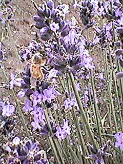 ���x���_�[