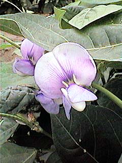 ���񂰂�܂�