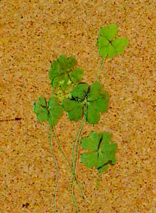 �l�t�̃N���[�o�[