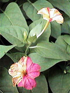 �����낢�΂�