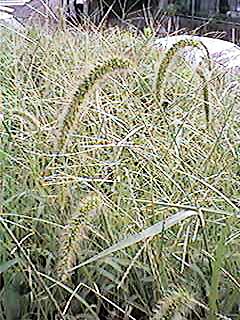 �����̂��̂��낮��