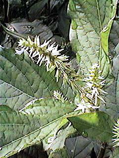 �q�i�^�C�m�R�Y�`