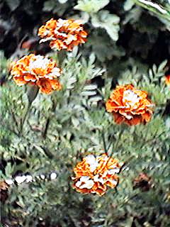 �}���[�S�[���h