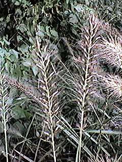 �����炵��