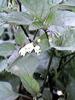 ���ʂق�����