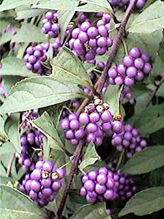 ���ނ炳��
���ނ炳��(11��14��) 
